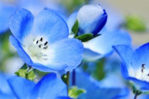 ネモフィラ ルリカラクサ のまとめ 開花時期や花言葉等19個のポイント 植物の育て方や豆知識をお伝えするサイト