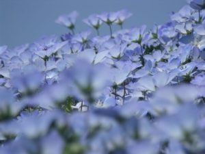 ネモフィラ ルリカラクサ のまとめ 開花時期や花言葉など19個のポイント 植物の育て方や豆知識をお伝えするサイト