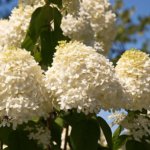 梅花空木 バイカウツギ のまとめ 剪定の仕方や花言葉等12個のポイント 植物の育て方や豆知識をお伝えするサイト