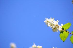 ヒメウツギ 姫空木 のまとめ 育て方 剪定や増やし方 と花言葉等15個のポイント 植物の育て方や豆知識をお伝えするサイト