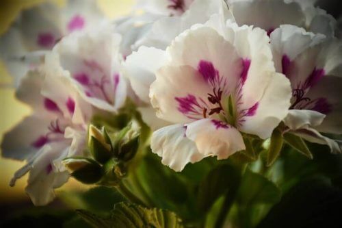 言葉 ゼラニウム 花 ゼラニウムの花言葉とは？意味や由来、色別(赤・白・黄・ピンク・深紅)、英語名の花言葉もご紹介！