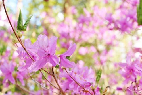 ミツバツツジのまとめ 庭で育てる方法や花言葉など16個のポイント 植物の育て方や豆知識をお伝えするサイト