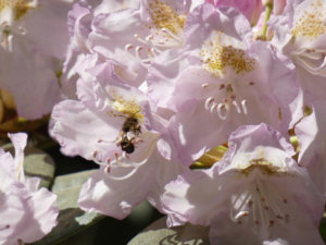 ミツバツツジのまとめ 庭で育てる方法や花言葉等16個のポイント 植物の育て方や豆知識をお伝えするサイト