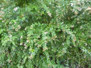 アベリア ハナツクバネウツギ のまとめ 育て方 寄せ植えや剪定 と花言葉等13個のポイント 植物の育て方や豆知識をお伝えするサイト