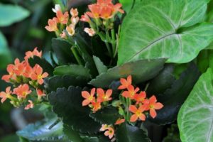 カランコエのまとめ 剪定方法や花言葉など6個のポイント 植物の育て方や豆知識をお伝えするサイト