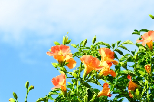 テイカカズラの育て方 剪定のポイントや鉢植えでの育て方 紅葉の時期と花言葉も 植物の育て方や豆知識をお伝えするサイト