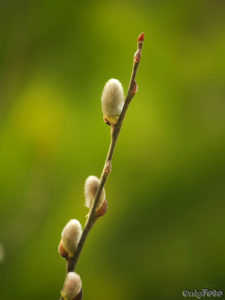 ネコヤナギ 猫柳 のまとめ 剪定の時期や花言葉など7個のポイント 植物の育て方や豆知識をお伝えするサイト