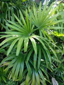 シュロチク 棕櫚竹 の育て方 枯れる原因や花言葉など8つのポイント 植物の育て方や豆知識をお伝えするサイト