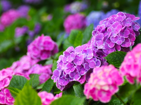 アジサイ 紫陽花 の育て方 剪定方法や花言葉など8つのポイント 植物の育て方や豆知識をお伝えするサイト
