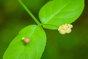 ニシキギのまとめ 紅葉時期や花言葉など6個のポイント 植物の育て方や豆知識をお伝えするサイト