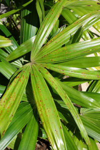 シュロチク 棕櫚竹 の育て方 枯れる原因や花言葉など8つのポイント 植物の育て方や豆知識をお伝えするサイト
