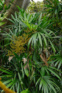 棕櫚竹 シュロチク のまとめ 枯れる原因や花言葉など8つのポイント 植物の育て方や豆知識をお伝えするサイト