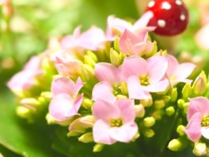 カランコエのまとめ 剪定方法や花言葉等6個のポイント 植物の育て方や豆知識をお伝えするサイト