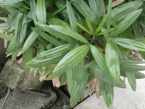棕櫚竹 シュロチク のまとめ 枯れる原因や花言葉など8つのポイント 植物の育て方や豆知識をお伝えするサイト