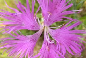 カワラナデシコ 河原撫子 のまとめ 種まきの時期や花言葉など5個のポイント 植物の育て方や豆知識をお伝えするサイト