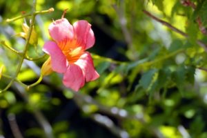 テイカカズラの育て方 剪定のポイントや鉢植えでの育て方 紅葉の時期と花言葉も 植物の育て方や豆知識をお伝えするサイト