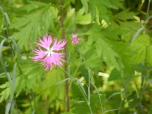 カワラナデシコ 河原撫子 のまとめ 種まきの時期や花言葉など5個のポイント 植物の育て方や豆知識をお伝えするサイト
