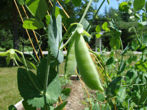 えんどう豆の育て方 栽培方法 種まきの時期と種類など12個のポイント 植物の育て方や豆知識をお伝えするサイト