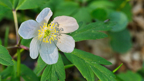シュウメイギク 秋明菊 の育て方 種類や花言葉など10個のポイント 植物の育て方や豆知識をお伝えするサイト