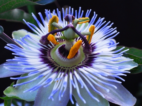 トケイソウのまとめ 開花時期や花言葉など6個のポイント 植物の育て方や豆知識をお伝えするサイト