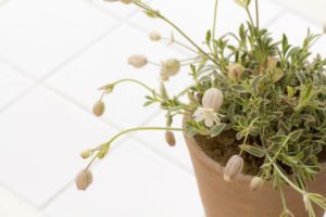 シレネのまとめ 種類や花言葉など8個のポイント 植物の育て方や豆知識をお伝えするサイト