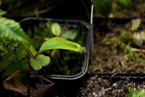 ウツボカズラのまとめ 育て方 植え替えや挿し木 と花言葉等16個のポイント 植物の育て方や豆知識をお伝えするサイト