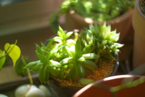 ハオルチアのまとめ 植え替えの時期や花言葉等9個のポイント 植物の育て方や豆知識をお伝えするサイト