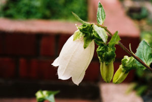 ホタルブクロ チョウチンバナ のまとめ 開花時期や花言葉など8個のポイント 植物の育て方や豆知識をお伝えするサイト