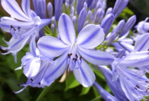 アガパンサス ムラサキクンシラン のまとめ 開花時期や花言葉など9個のポイント 植物の育て方や豆知識をお伝えするサイト