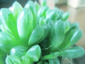 ハオルチアのまとめ 植え替えの時期や花言葉など9個のポイント 植物の育て方や豆知識をお伝えするサイト