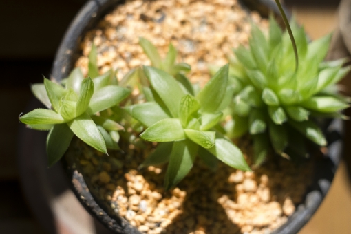 ハオルチアのまとめ 植え替えの時期や花言葉など9個のポイント 植物の育て方や豆知識をお伝えするサイト
