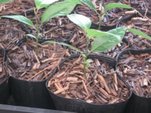 エレガンテシマのまとめ 剪定方法や苗木の価格等8個のポイント 植物の育て方や豆知識をお伝えするサイト