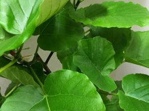 ウンベラータのまとめ 剪定の時期や花言葉など13個のポイント 植物の育て方や豆知識をお伝えするサイト