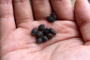 オシロイバナのまとめ 種まきの時期や花言葉など7個のポイント 植物の育て方や豆知識をお伝えするサイト