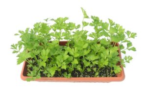 セロリの育て方 種まきの時期や花言葉など9個のポイント 植物の育て方や豆知識をお伝えするサイト