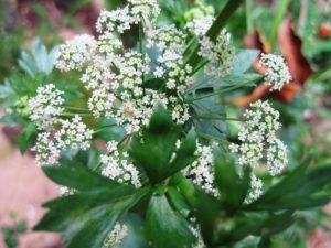 セロリのまとめ 種まきの時期や花言葉等9個のポイント 植物の育て方や豆知識をお伝えするサイト