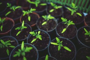 ピーマンのまとめ 育て方 鉢植えや剪定 と種類品種等9個のポイント 植物の育て方や豆知識をお伝えするサイト