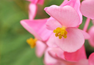 秋海棠 シュウカイドウ の育て方 花の季節や花言葉など8つのポイント 植物の育て方や豆知識をお伝えするサイト