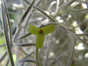 ウスネオイデス スパニッシュモス のまとめ 育て方 飾り方や増やし方 と花言葉等13個のポイント 植物の育て方や豆知識をお伝えするサイト