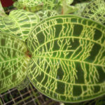 サルナシのまとめ 実の効能や花言葉など12個のポイント 植物の育て方や豆知識をお伝えするサイト