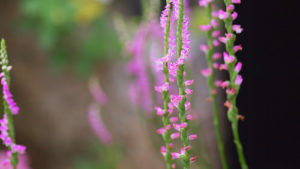 ネジバナ 捩花 モジズリ のまとめ 種まきの時期や花言葉など10個のポイント 植物の育て方や豆知識をお伝えするサイト