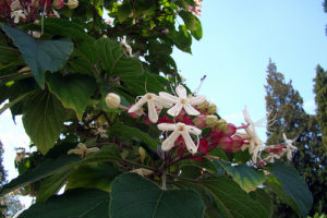 トウカエデ 唐楓 のまとめ 育て方 剪定や挿し木 と花言葉等9個のポイント 植物の育て方や豆知識をお伝えするサイト