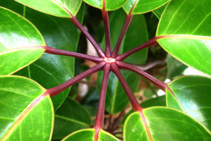 ウスネオイデス スパニッシュモス のまとめ 育て方 飾り方や増やし方 と花言葉等13個のポイント 植物の育て方や豆知識をお伝えするサイト