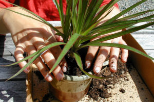 サンデリアーナのまとめ 育て方 植え替えや挿し木 と花言葉等12個のポイント 植物の育て方や豆知識をお伝えするサイト