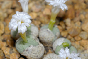 センペルビウムのまとめ 花の特徴や品種など15個のポイント 植物の育て方や豆知識をお伝えするサイト