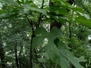 梧桐 梧桐屬 錦葵科phoenix Tree 植物の育て方や豆知識をお伝えするサイト