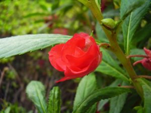 鳳仙花 ホウセンカ のまとめ 開花時期や花言葉等9個のポイント 植物の育て方や豆知識をお伝えするサイト