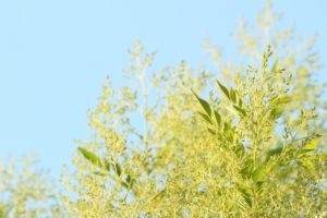 シマトネリコ 観葉植物 のまとめ 育て方 鉢植えや剪定 と花言葉等17個のポイント 植物の育て方や豆知識をお伝えするサイト