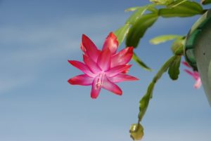 シャコバサボテンのまとめ 剪定方法や花言葉など16個のポイント 植物の育て方や豆知識をお伝えするサイト