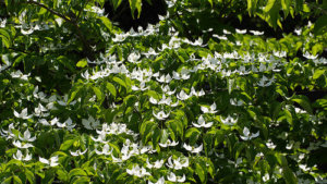 ヤマボウシ ヤマグワ のまとめ 剪定や花言葉など14個のポイント 植物の育て方や豆知識をお伝えするサイト